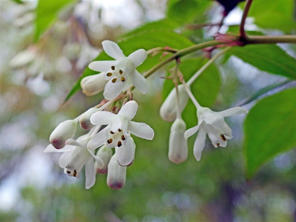 価格 Com 左同 花は花弁5枚で開ききらないのが多い 若葉は食用で山菜として全国的に利用 ニコン Coolpix P1000 Yamaya60さん のクチコミ掲示板投稿画像 写真 Coolpixで貼り逃げ その15 令和3年