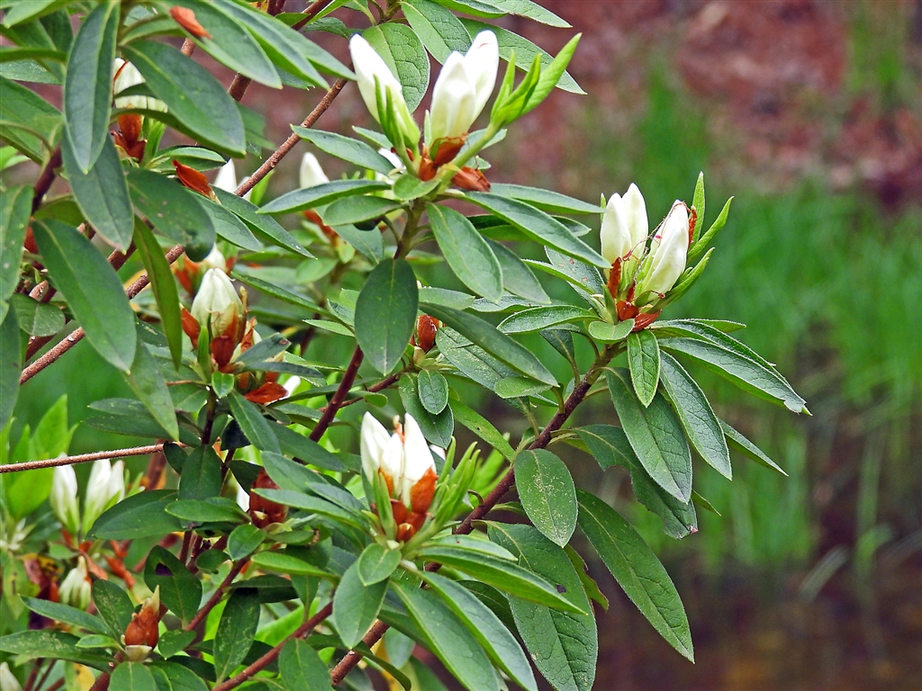価格.com - 『リュウキュウツツジ(琉球躑躅)まだ蕾。花は漏斗形で雄蕊