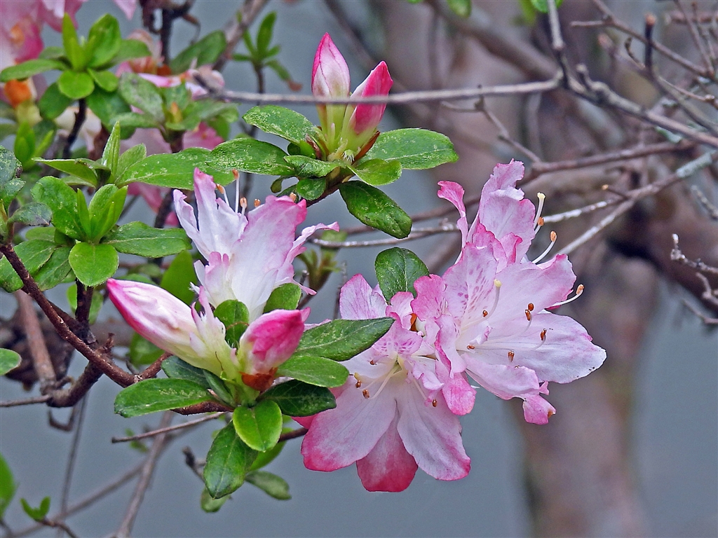 価格 Com アザレア 西洋ツツジ 欧州の園芸種で赤 白 ピンク 紅紫等で 覆輪や絞りの複数色 ニコン Coolpix P1000 Yamaya60さん のクチコミ掲示板投稿画像 写真 Coolpixで貼り逃げ その15 令和3年
