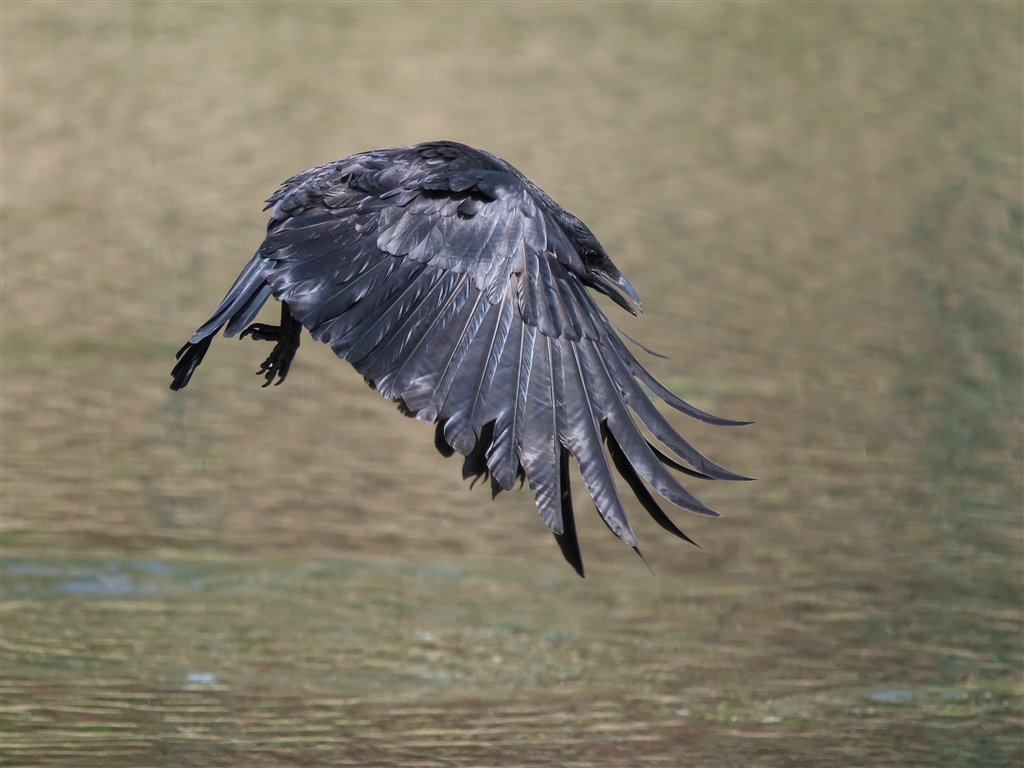 価格.com - 『カワセミの止まり木からカラスがホバリング。カワセミの