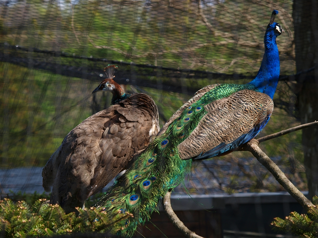 価格 Com 孔雀のつがい Sony c Ilce 7cl ズームレンズキット 低感度フォトさん のクチコミ掲示板投稿画像 写真 M4 3ユーザーです 背中を押してください