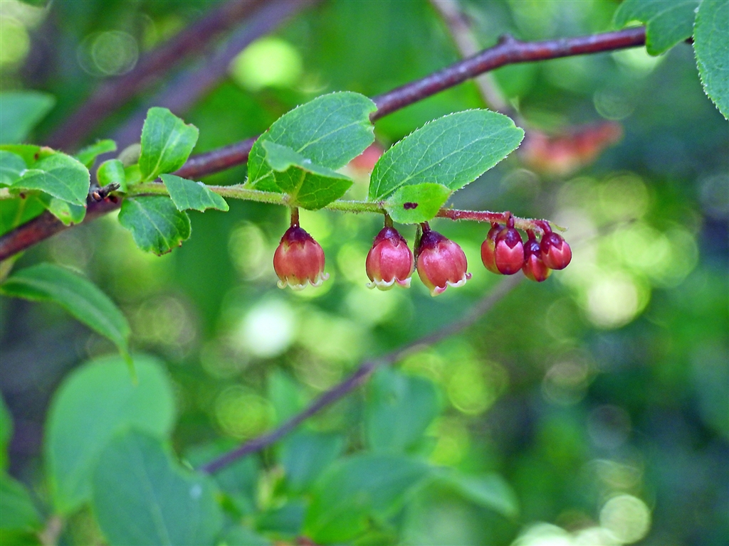 価格 Com ナツハゼ 夏櫨 の花 ハゼと名はつくがウルシ科でなくツツジ科 山地に自生の落葉低木 ニコン Coolpix P1000 Yamaya60さん のクチコミ掲示板投稿画像 写真 Coolpixで貼り逃げ その16 令和3年