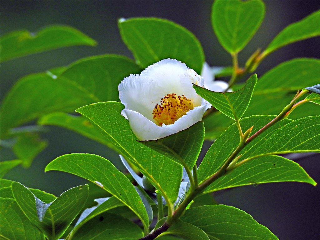 価格 Com ヒメシャラ 姫沙羅 1日花 沙羅 夏椿より花も葉も小さい 姫の花は半開で沙羅は全開 ニコン Coolpix P1000 Yamaya60さん のクチコミ掲示板投稿画像 写真 Coolpixで貼り逃げ その17 令和3年