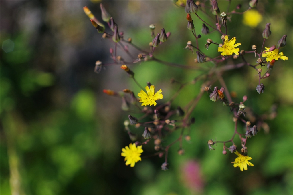 価格 Com 名も知らぬ花 レンズ ペンスガさんのクチコミ掲示板投稿画像 写真 古ﾚﾝｽﾞを愉しむ 八丁堀捕物ばなし 356