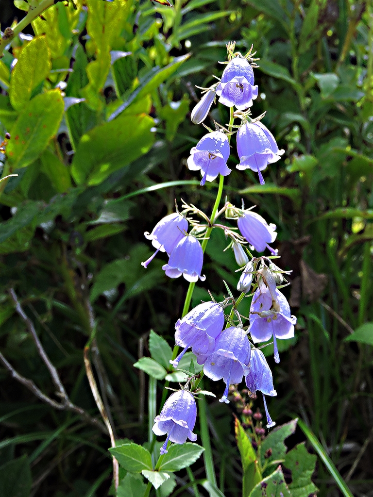 価格.com - 『ツリガネニンジン(釣鐘人参)山野に生育の多年草