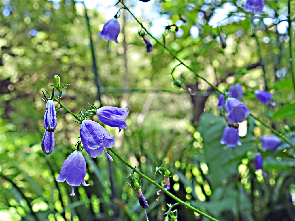 価格 Com ツlガネニンジン 釣鐘人参 数個の花が輪生し下向きに咲き花色は淡紫か白 ニコン Coolpix P1000 Yamaya60さん のクチコミ掲示板投稿画像 写真 Coolpixで貼り逃げ その18 令和3年 価格 Com ツlガネニンジン 釣鐘人参 数個の花が輪生し下向きに咲き花色は淡紫か白 ニコン Coolpix P1000 Yamaya60さん のクチコミ掲示板投稿画像 写真 Coolpixで貼り逃げ その18 令和3年