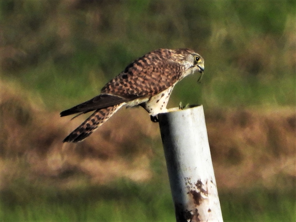 価格.com - 『ちょっと遠かったのでトリミング・・・カマキリがごちそうかも』ニコン COOLPIX P1000 アナログおじさん2009 ...