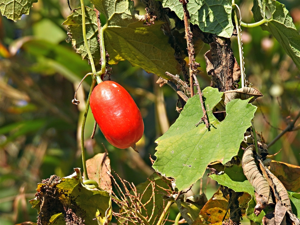 価格.com - 『カラスウリ(烏瓜)の実。ウリ科の蔓性多年草。東北南部