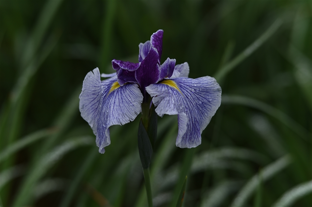  df ai nikkor ed 180mm f2 8s ai nikkor ed 180mm f2 8s 
