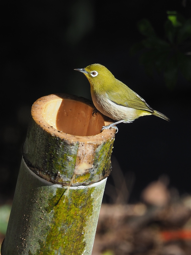 価格.com - 『鳥さん専用の水飲み場になってるようでした』 デジタル