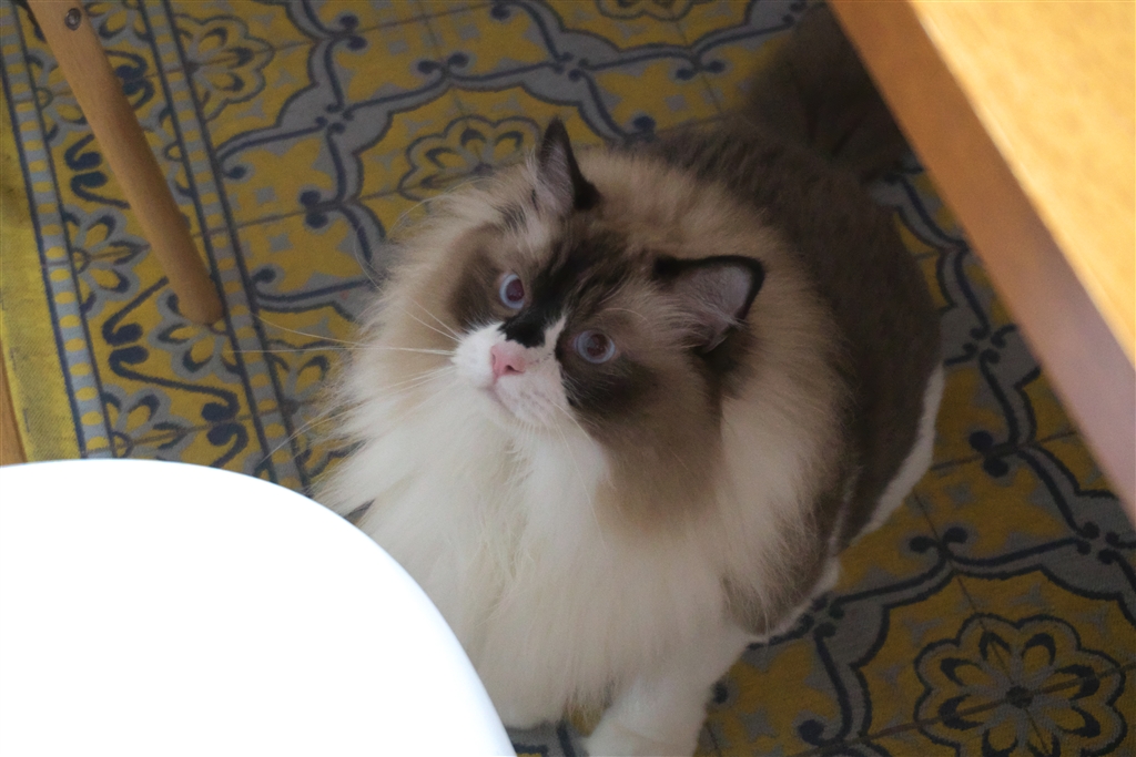 価格 Com Iso8000のノイズ Sony Vlogcam Zv E10l パワーズームレンズキット Maculariusさん のクチコミ 掲示板投稿画像 写真 プログラムオートがぶれてしまう