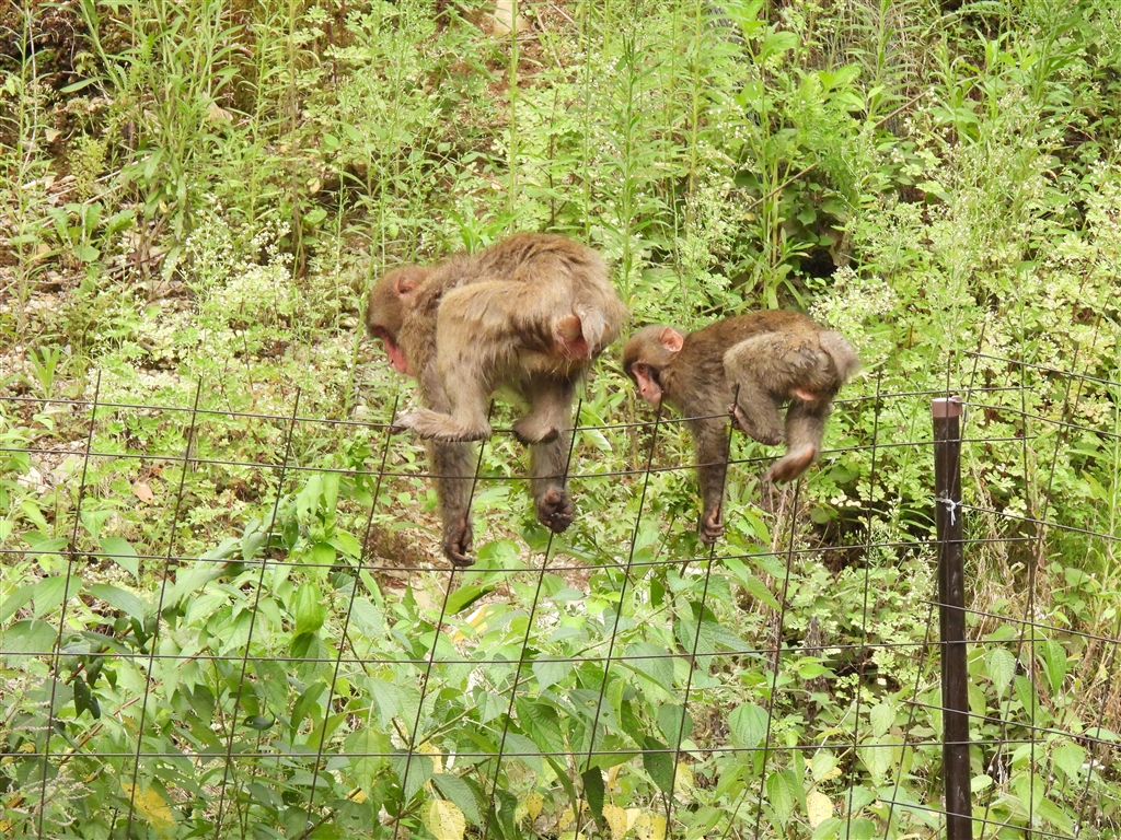 価格 Com ｐ９５０ 親子ザル 猿真似とは良く言ったもの ニコン Coolpix P1000 Masakaseifuさん のクチコミ掲示板投稿画像 写真 補記 2台のp1000とサシバレポ