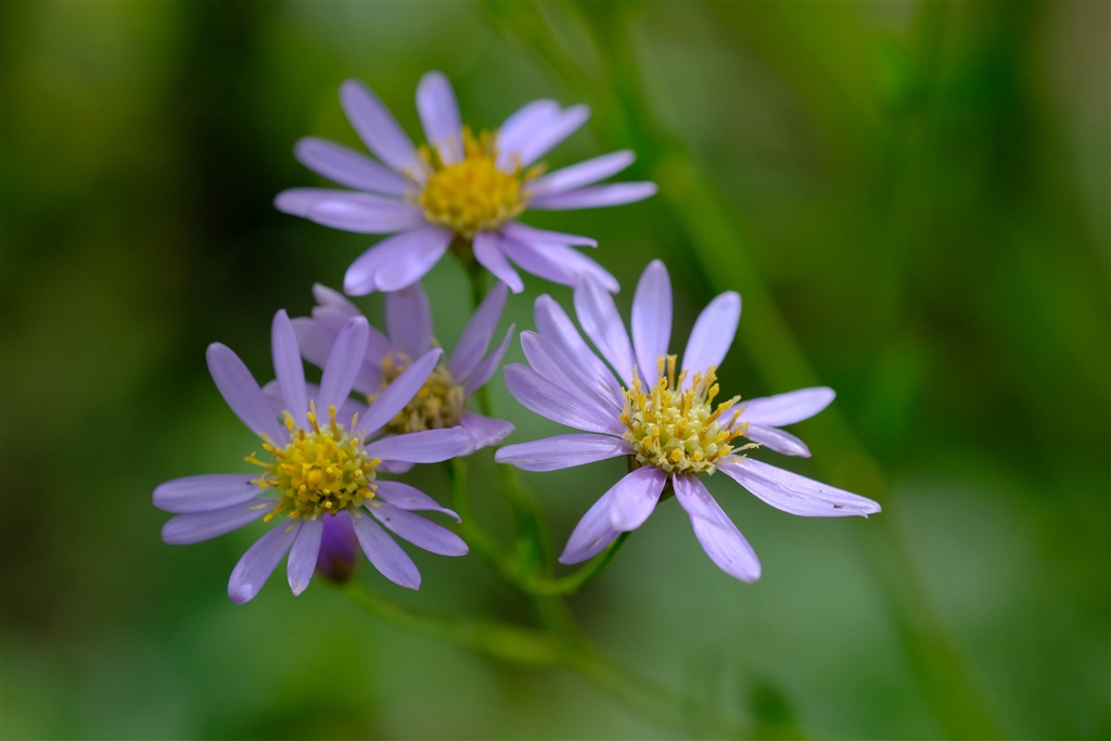 価格 Com 紫苑 シオン の花言葉 追憶 君を忘れない 富士フイルム Fujifilm X H1 ボディ M2 Mantaさん のクチコミ掲示板投稿画像 写真 作例写真館 22年9月号