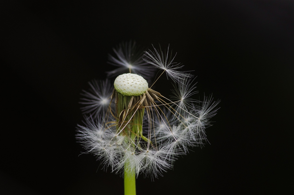 価格.com - 『ペンタマクロにいらっしゃい!』ペンタックス HD PENTAX-D FA MACRO 100mmF2.8ED AW