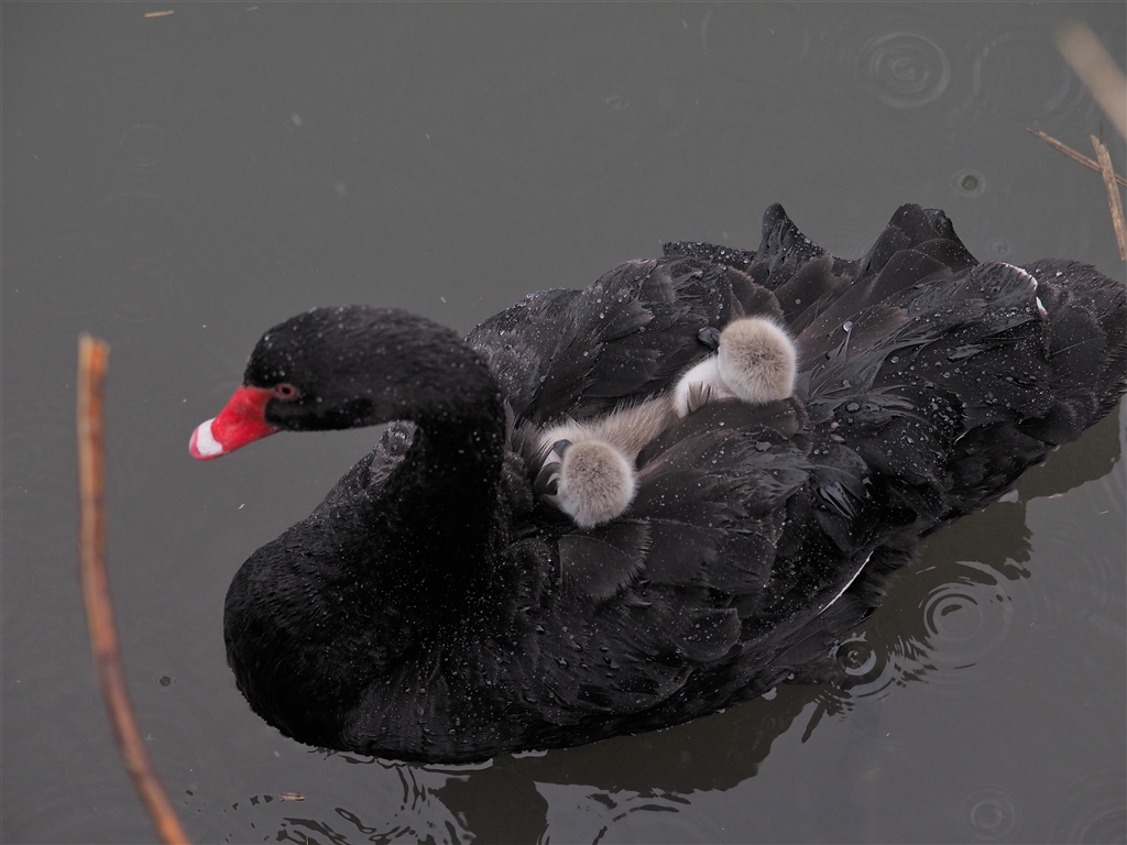 価格.com - 『全盛を誇った黒鳥もいつの間にか激減・・・増えすぎたり鳥インフルなどの影響で』OMデジタルソリューションズ OM ...