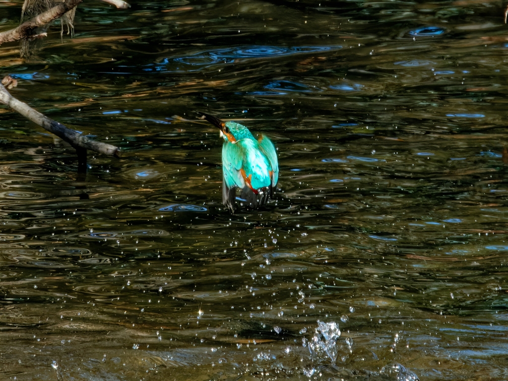 p1000-1400mm-coolpix-p1000