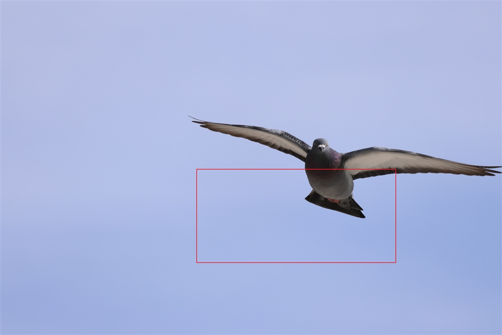 価格.com - 『4枚目。ピントが足の方に行った感じです。』CANON