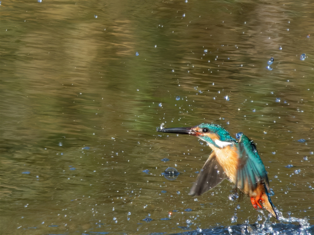 2000mm-coolpix-p1000
