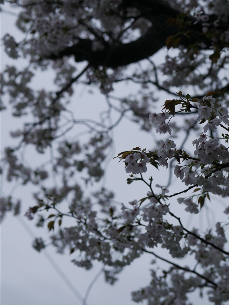  leica dg nocticron 42 5mm f1 2 asph power o i s h