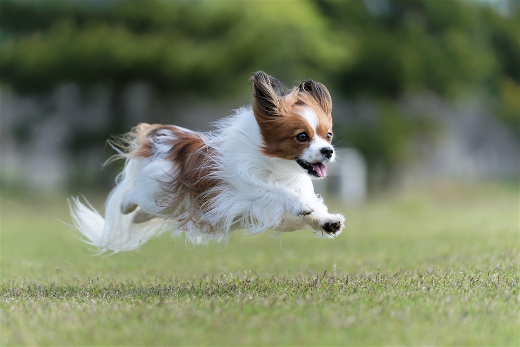 犬田② 価格.com - 『望遠レンズ 飛行犬』SONY α7C II ILCE-7CM2 ボディ