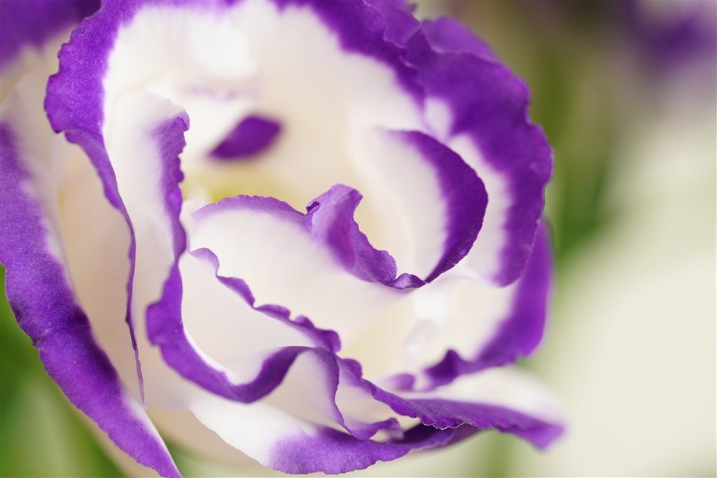  af 1 sony fe 50mm f2 8 macro sel50m28 