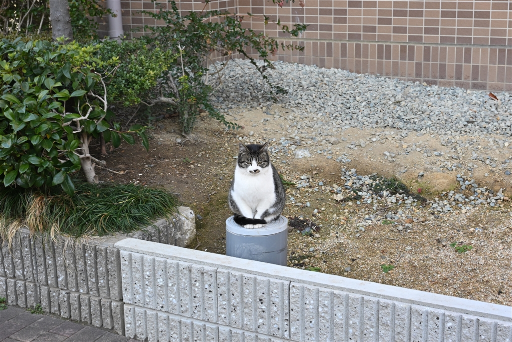 価格.com - 『近所猫』ニコン Z f ボディ bigbear1さん のクチコミ