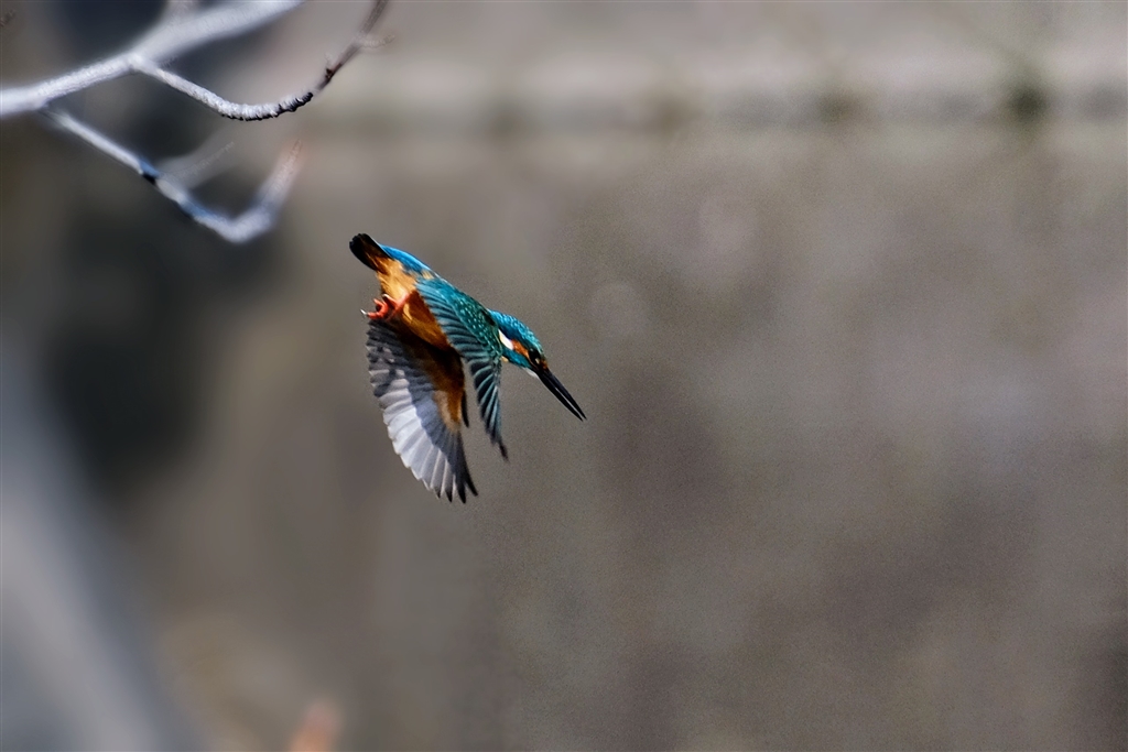カワセミ 価格.com - 『カワセミのダイビング』ニコン NIKKOR Z 28-400mm f/4-8