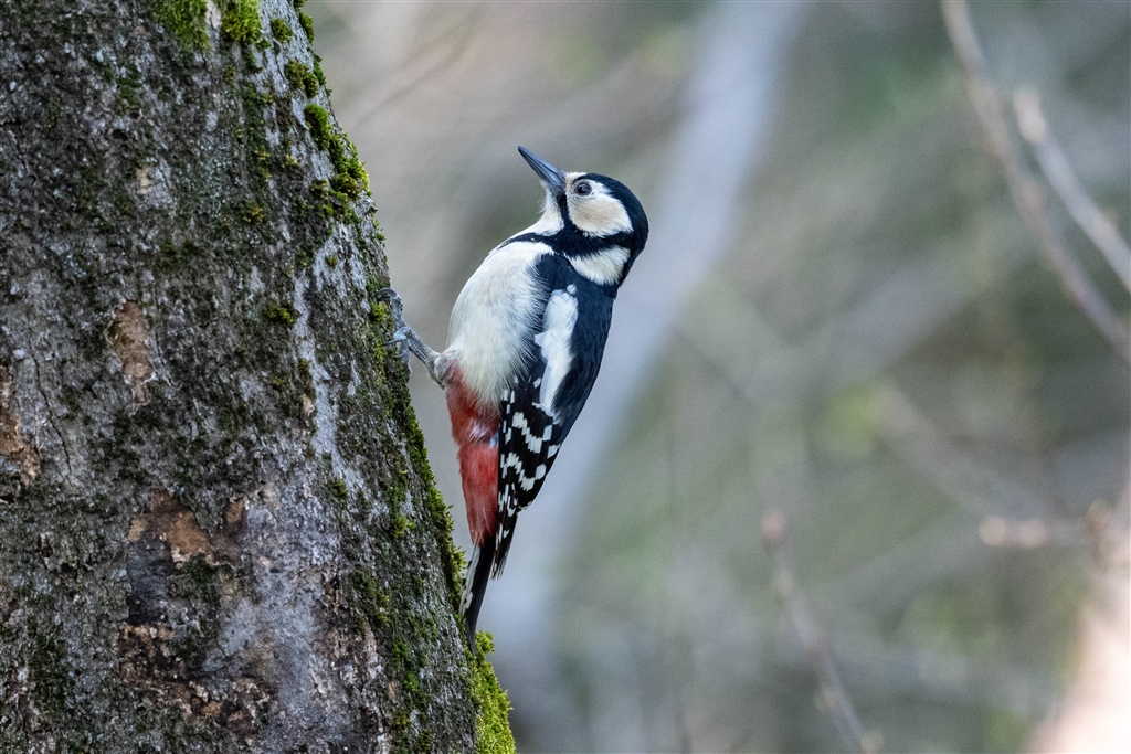 なページ　30点 2021年 ホシザキ リーチイン冷凍ショーケース USF-120A3 W1200×D800+50