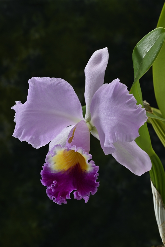 価格.com - 『家の主なるカトレア』ニコン Z 8 ボディ symmar125さん