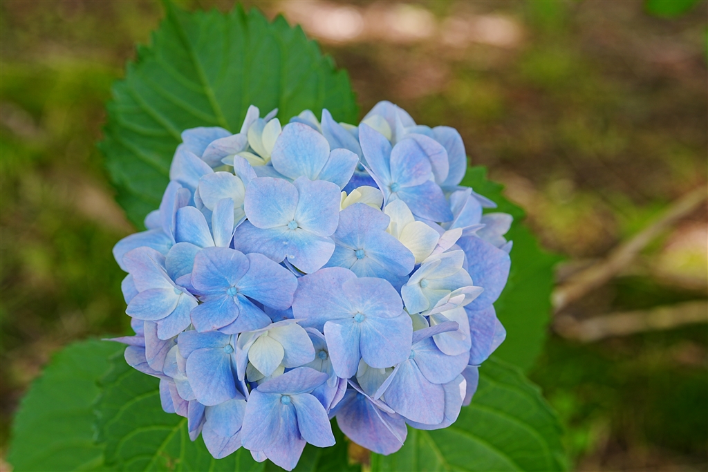 価格.com - 『ISO 100 JPEG撮って出し』SONY α6700 ILCE-6700 ボディ [ブラック] クレイワーさん の ...