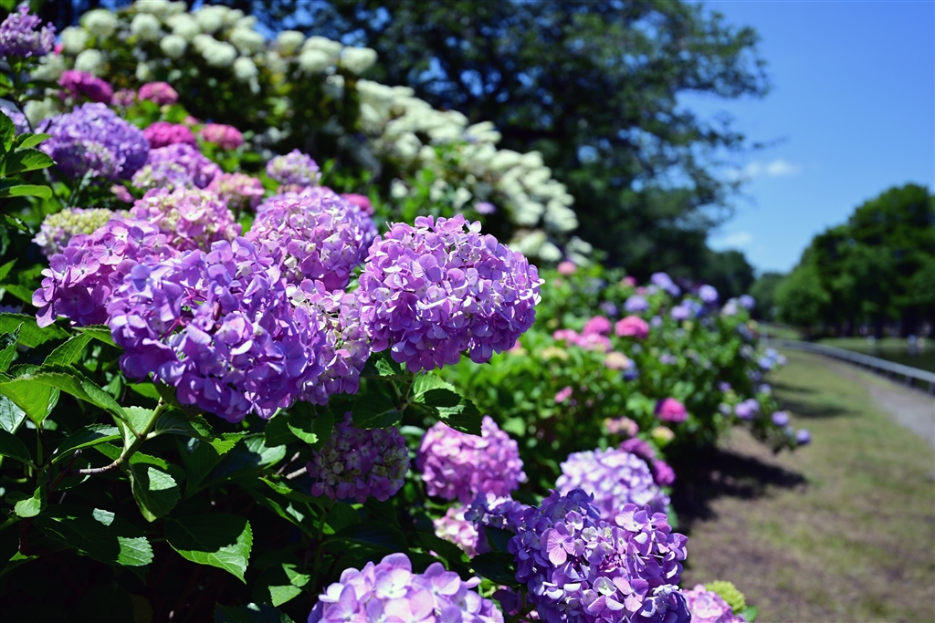 紫陽花 価格.com - 『紫陽花も楽しめます』ニコン Z f ボディ shuu2さん の