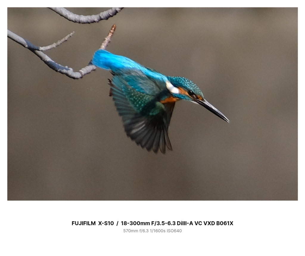 価格.com - 『野鳥ライトユーザー向けタムロン 18-300mm（X-S10