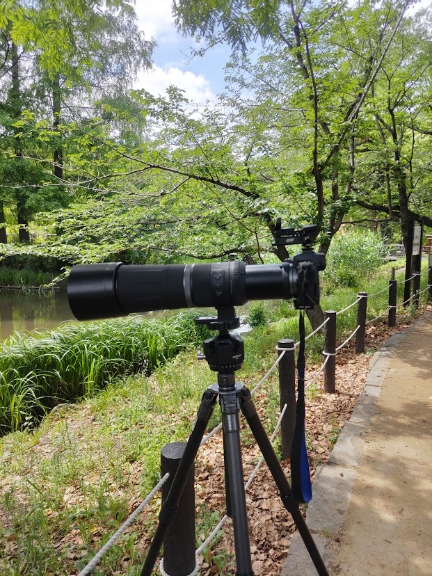 価格.com - 『とても素晴らしい画質です。』CANON RF800mm F11 IS STM