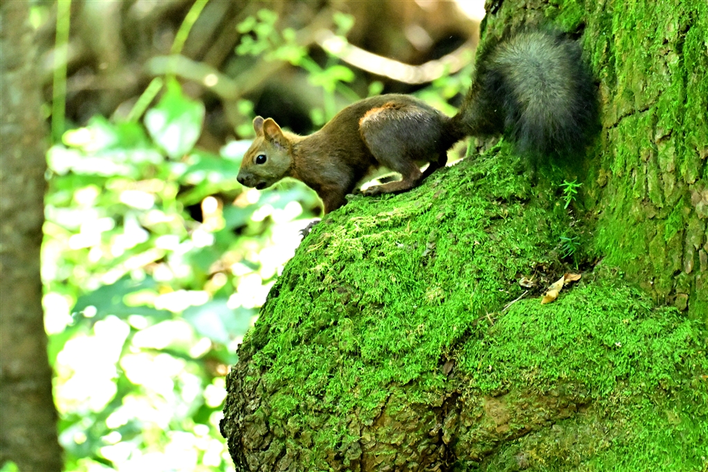 価格.com - 『エゾリス4』ニコン Z 8 ボディ カメラlife復帰さん の