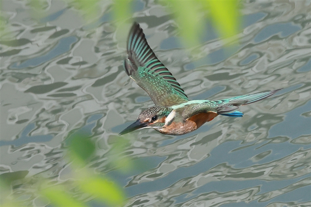 価格.com - 『かなり被写体にAFが張り付いて粘ります』CANON EOS R5
