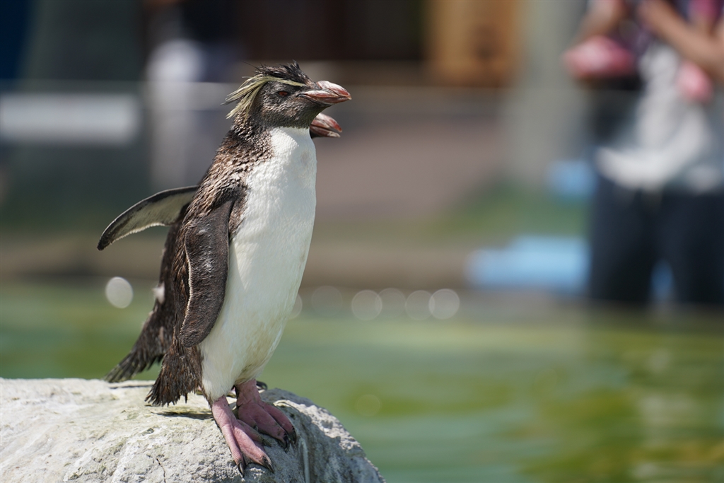 価格.com - 『ペンギン』SONY FE 70-200mm F4 G OSS SEL70200G