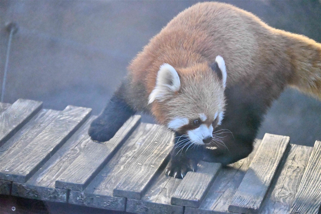 レッサーパンダ 可愛いレッサーパンダたち 2025年12月2日 Red panda at Kamine Zoo
