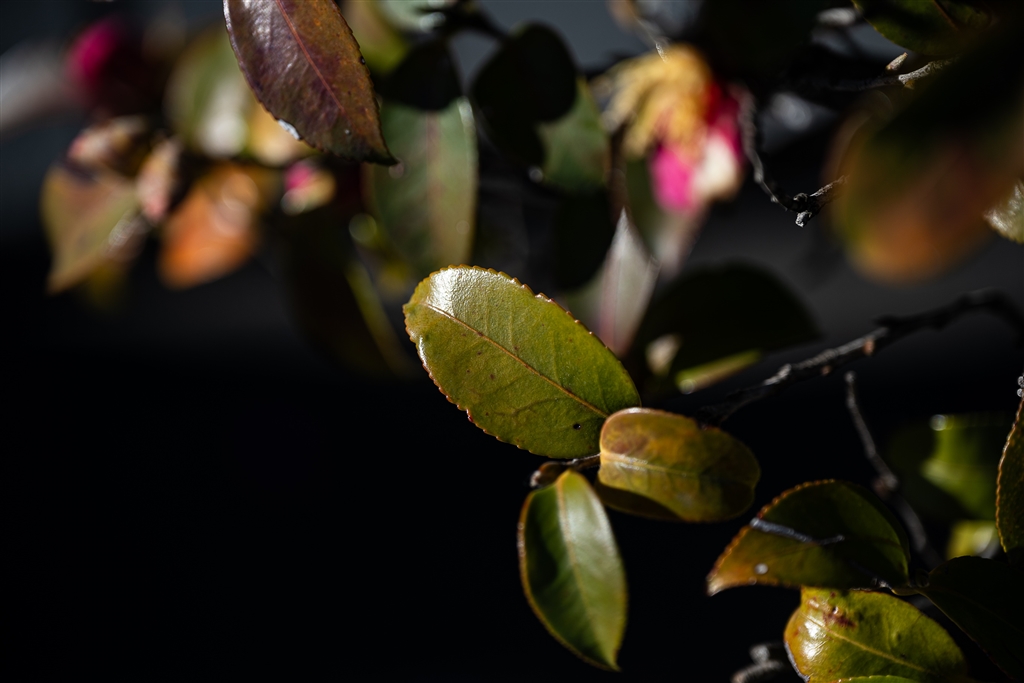 価格.com - 『葉っぱの葉脈、艶・・・メッチャヤバい！！』ニコン Z 7