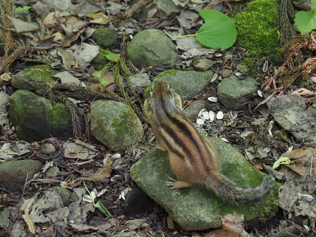 価格.com - SONY α6700 ILCE-6700 ボディ [ブラック] モモンガ1