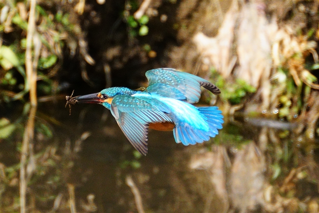 カワセミ 価格.com - 『オケラを咥えて飛翔するカワセミ』SONY α6700 ILCE-6700