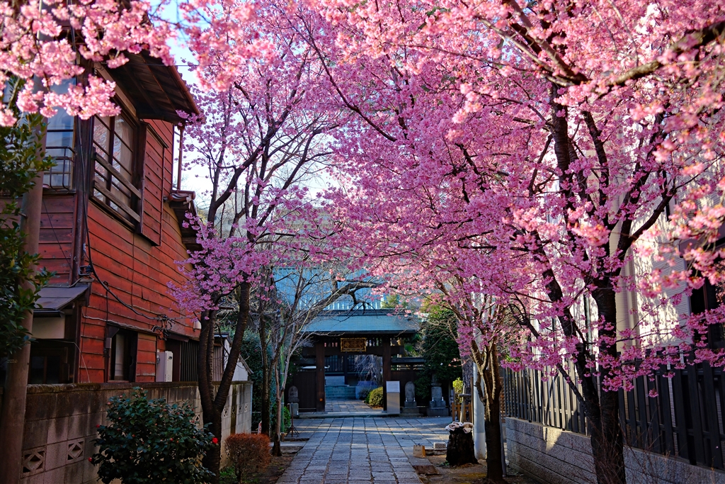 価格.com - 『おかめ桜』富士フイルム FUJIFILM X100VI shuu2さん の