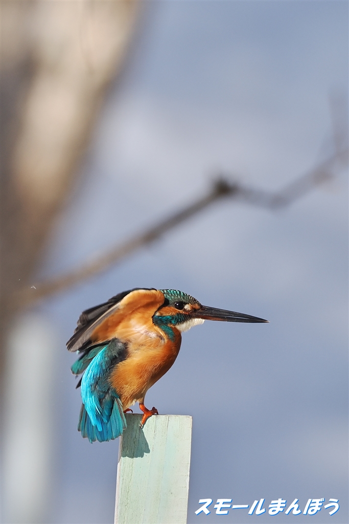 価格.com - 『向きが・・・なエンジェルポーズ』 デジタル一眼カメラ