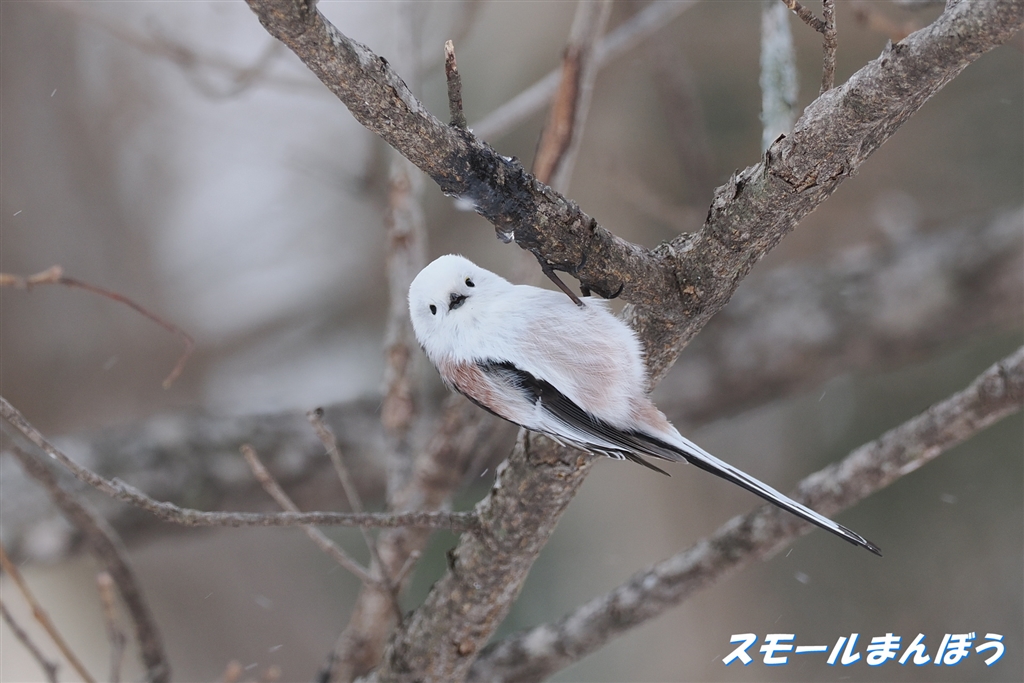 価格.com - 『やっとカメラ目線頂きました♪(^_-)』 デジタル一眼