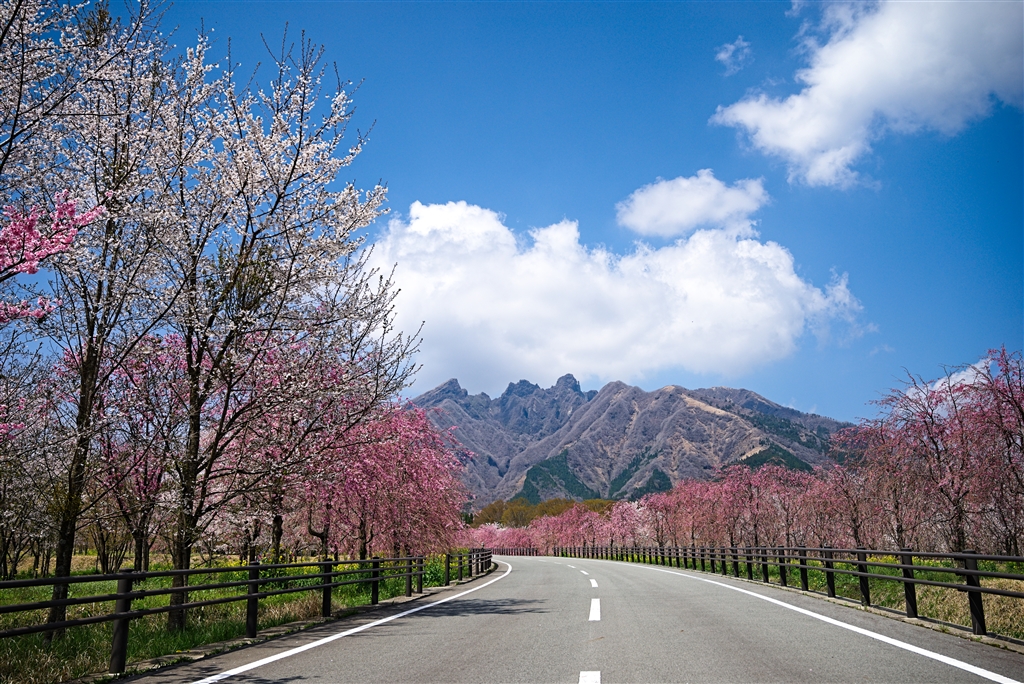 価格.com - 『47)サクラミチと根子岳』ニコン Z 5 ボディ スッ転