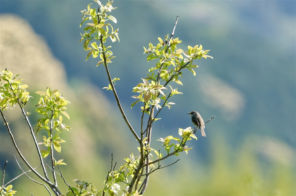 価格.com - 『野鳥 ウグイス 距離20m超/RAW現像&トリミング 判然としない』シグマ APO 50-500mm F4.5-6.3 ...