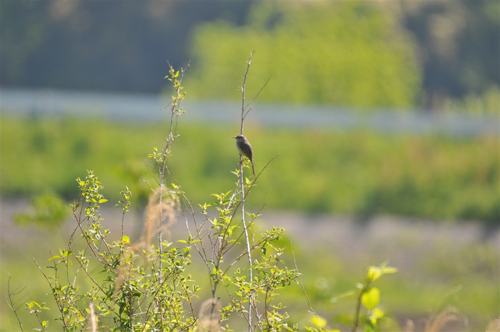 価格.com - 『野鳥 ウグイス ファイル:撮って出しJPG ピントの山が判然としない』シグマ APO 50-500mm F4.5-6.3 ...