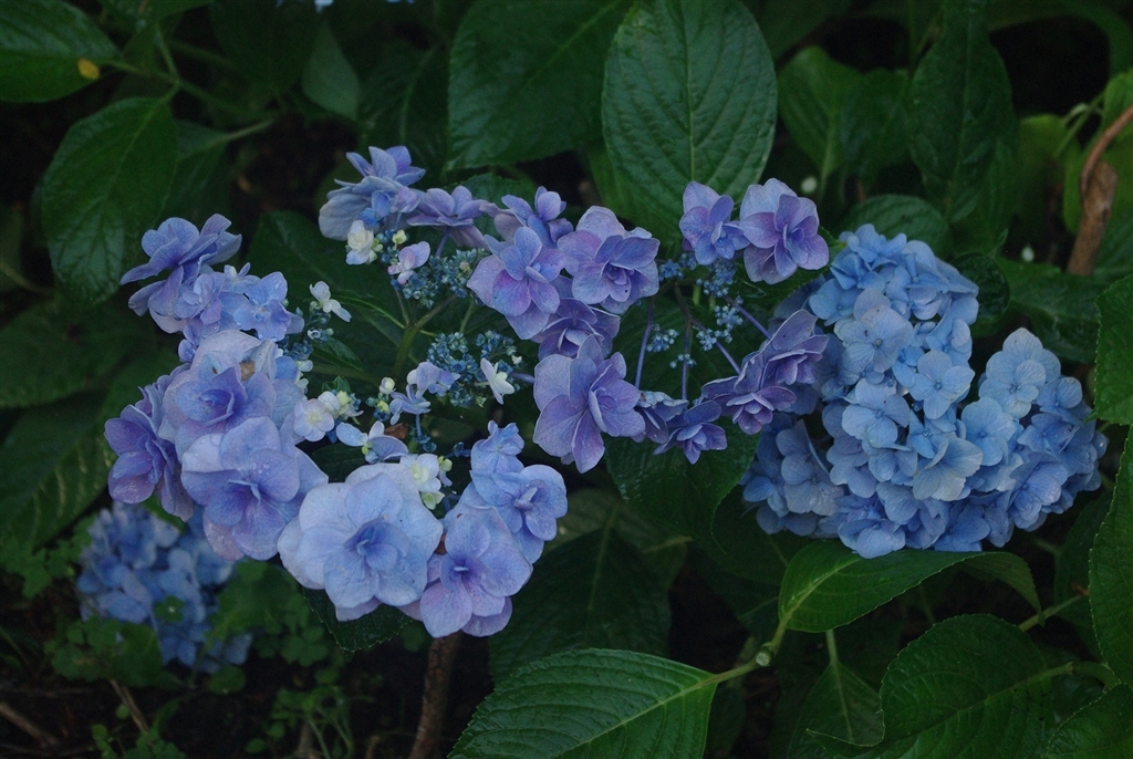 価格.com - 『2025年6月の紫陽花－③ smcPENTAX DA 1:3.5-5.6 18