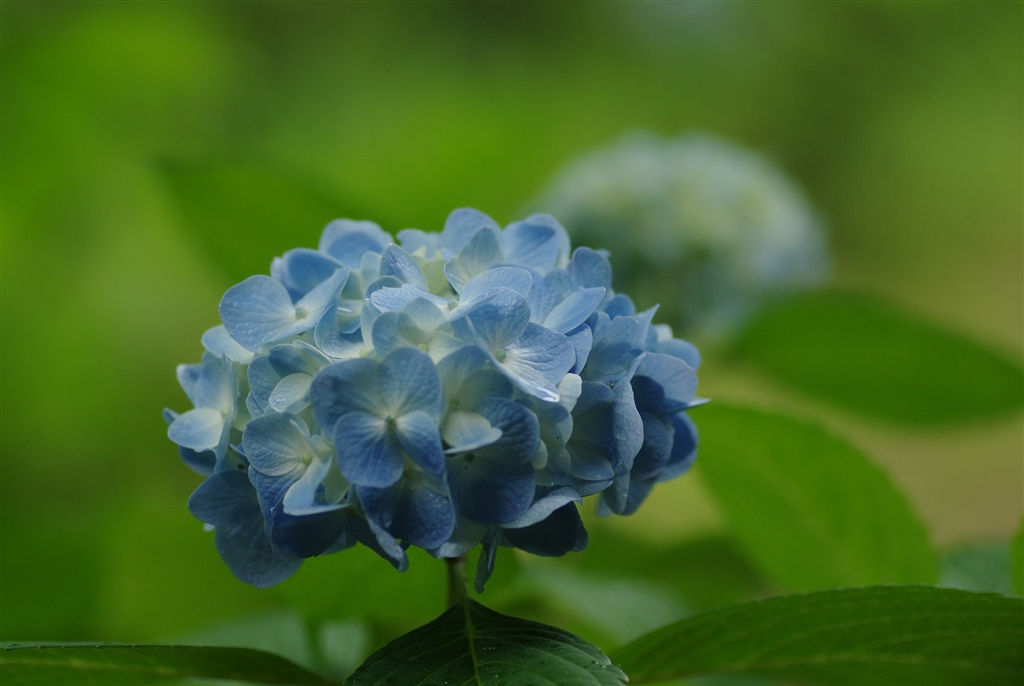 価格.com - 『小糠雨の降る日の紫陽花－15 TAMRON SP AF Di 90mm