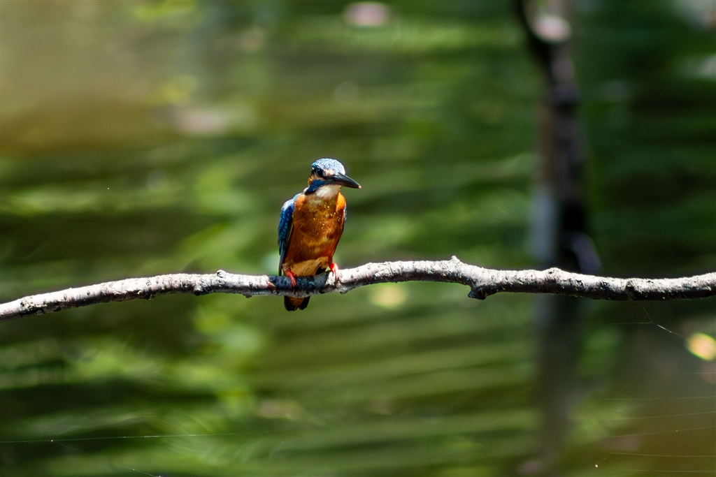 価格.com - CANON RF75-300mm F4-5.6 野鳥三昧さん のクチコミ掲示板