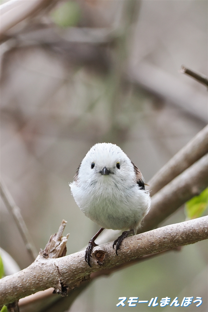 価格.com - 『チョイチョイ見つめられました』 デジタル一眼カメラ